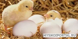 Sale, Товарное яйцо, пищевое яйцо