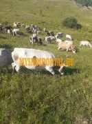 Продаем: Коровы породы симментальская на выращиван, Липецк