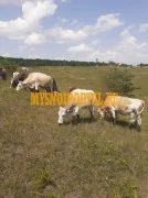 Продаем: Коровы породы симментальская на выращиван, Lipetsk