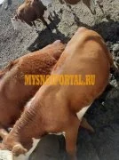 Продаем: Телята телочки породы казахская белоголов, Lipetsk