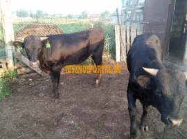 Продаем: Быки порода чёрно-пёстрая на убой в Калуг, Kaluga
