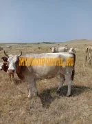 Продаем: Коровы породы симментальская на убой в Ба, Баймак
