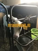 Продаем: Телята бычки породы чёрно-пёстрая на выра, Tyumen’ Oblast