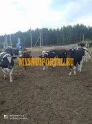 Продаем: Коровы породы чёрно-пёстрая на выращивани, Набережные Челны