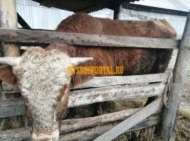 Продаем: Коровы породы чёрно-пёстрая на убой в Нов, Новохопёрск