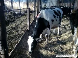 Коровы черно-пестрой породы, Новосибирск