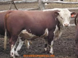 Куплю: коров с откорма живым весом, Ufa