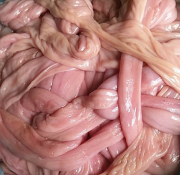 Куплю: тонкие свиные кишки , нужно 200т Ковров