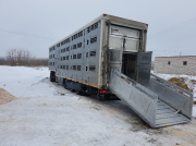 Куплю: крупный рогатый скот живым весом Любань