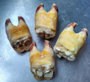 Куплю: копыта Говяжьи Москва