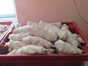 Желудки, уши, ноги передние и 50/50 Казань