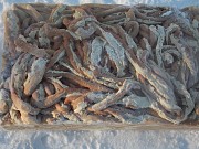 Куплю: чрево (кишки) для колбас Псков
