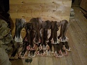 Камус доставка из г.Саранск