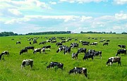 Закупаем крс на убой Сургут