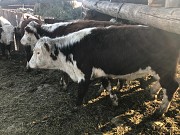 Бычки герефордской породы Магнитогорск