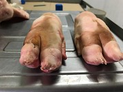 Свиные ноги Шахты