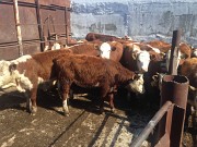 Телки породы казахская белоголовая Магнитогорск