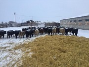 Продажа герефордов и казахов Екатеринбург