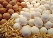 Продаем яйцо куриное Лениногорск