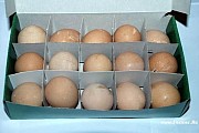 Яйцо цесарки оптом Москва