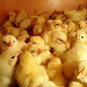 Продаем курицу, цыплят Лиски
