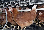 Возраст куриц 120 дней. Доставка от 10 шт бесплатная. Подольск
