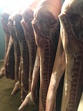 Продаю Полутуши Свиные н/к, охл, категория - I (беконная), II (мясная – молодняк) в Москве  доставка из г.Москва