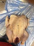 Индейка в разделке (части), субпродукты, полуфабрикаты охл/зам на складе в Москве Москва