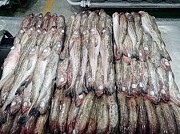 Продажа: Свежемороженная рыба и морепродукты Дальний восток, в Москве  доставка из г.Москва