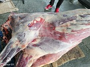 Продаю Полутуши Говяжьи РФ, ГОСТ, HEREFORD, н/к,  зам,в Перми  доставка из г.Пермь