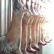 Продажа: Туши Бараньи (Ягнятины)  Меринос , н/к,  Охл/Зам, в Москве  доставка из г.Москва