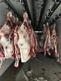 Продаю Полутуши Говяжьи РФ, ГОСТ, Халяль, н/к,  Охл/Зам,в Москве  доставка из г.Москва
