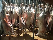 Продажа: Туши Бараньи (Ягнятины) , н/к,  Охл/Зам, в Москве  Москва