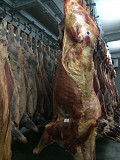  Куплю Полутуши конины н/к,  охл, в Пензе  Пенза