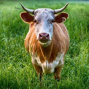 Продаю Полутуши Говяжьи  ГОСТ, н/к,  зам, в Барнауле  Барнаул