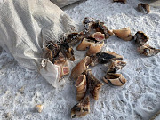 Куплю коготь (башмак) с копыта КРС Барнаул