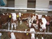 Продаем: Телята телочки породы чёрно-пёстрая на выращивание в Набережных Челнах  Набережные Челны