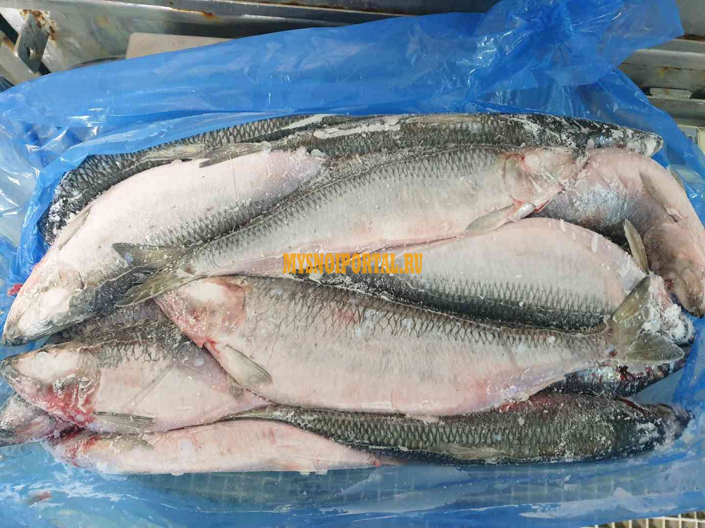 сельдь 400. пресервы сельдь 400 гр. сельдь 400. сельдь 400. пресервы рыбные золотая фишка.