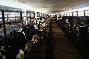 Телки черно-пестрые голштинизированные доставка из г.Краснодар