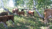Бычки герефордской породы 150-300 кг доставка из г.Самара