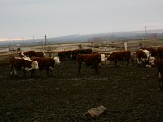 Бычки герефордской породы 200-250 кг доставка из г.Кострома
