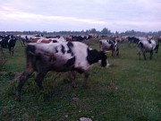 Коровы на убой высшей категории Магнитогорск