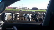 Быки на убой доставка из г.Магнитогорск