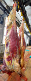 Продаю Полутуши Говяжьи коров, бычков  ГОСТ,  охл, в Калаче  Калач