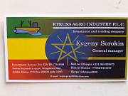 Продаю Полутуши Говяжьи коров  ГОСТ, н/к,  зам, в Новороссийске  Новороссийск