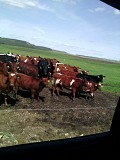 Нетели бестужевской породы доставка из г.Магнитогорск
