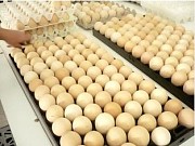 Предлагаем ИНКУБАЦИОННОЕ ЯЙЦО Изобильный