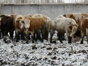 Телки симментальской породы до 400 кг Магнитогорск
