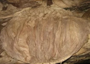  Куплю Книжка говяжья Охл/Зам от 100 кг  в Воронеже  Воронеж