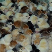 Предлагаем суточ. и подращ. цыплят, утят, гусят, цесарят, индюша Чехов